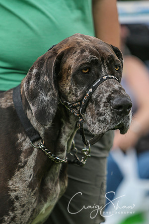 RSPCA K9 Party in the Park 2012