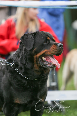RSPCA K9 Party in the Park 2012