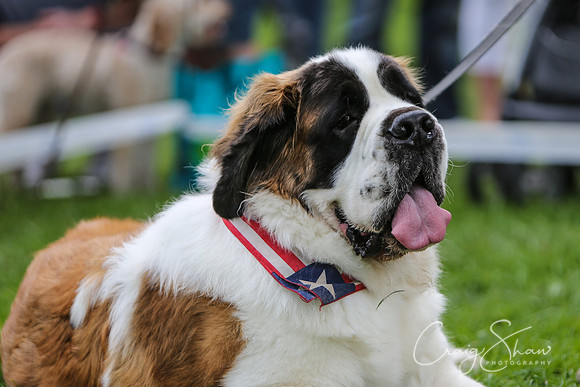 RSPCA K9 Party in the Park 2012