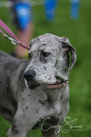 RSPCA K9 Party in the Park 2012