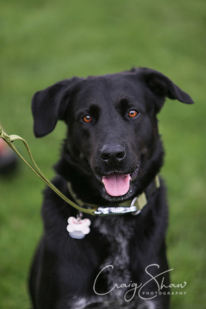RSPCA K9 Party in the Park 2012