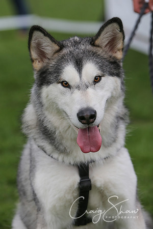 RSPCA K9 Party in the Park 2012