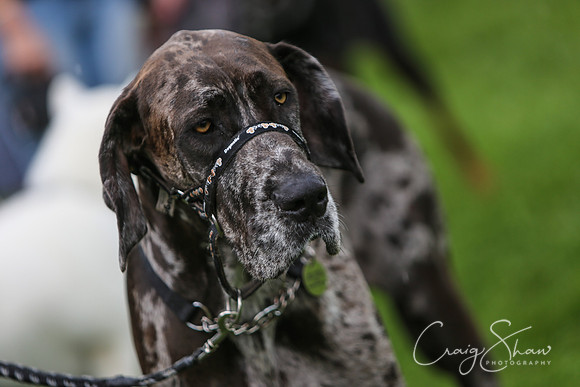 RSPCA K9 Party in the Park 2012