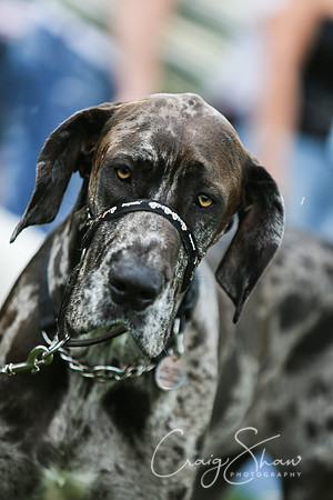 RSPCA K9 Party in the Park 2012