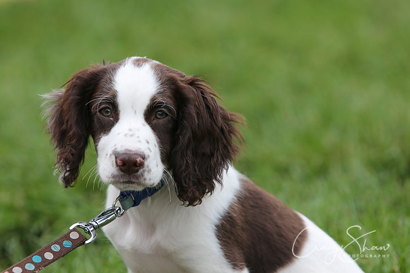 RSPCA K9 Party in the Park 2012