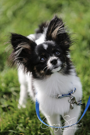 RSPCA K9 Party in the Park 2012
