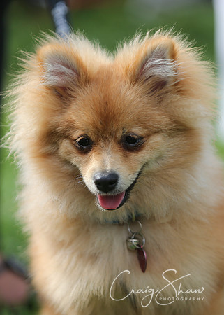 RSPCA K9 Party in the Park 2012