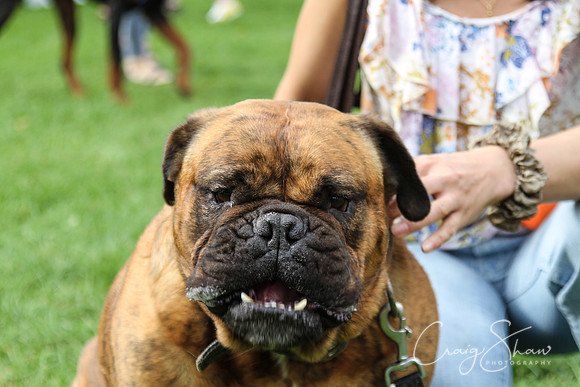 RSPCA K9 Party in the Park 2012