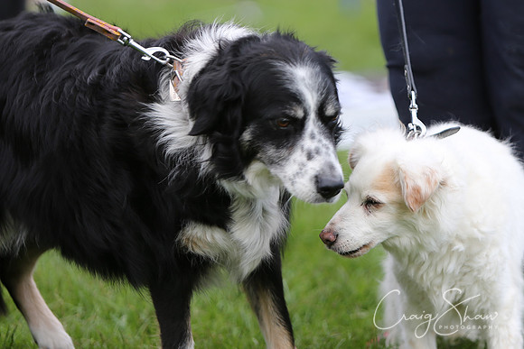 RSPCA K9 Party in the Park 2012