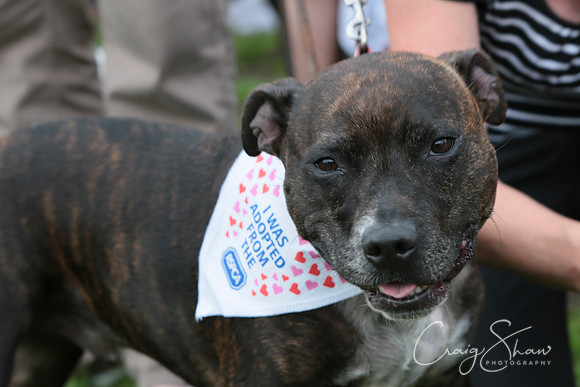 RSPCA K9 Party in the Park 2012