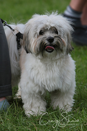 RSPCA K9 Party in the Park 2012