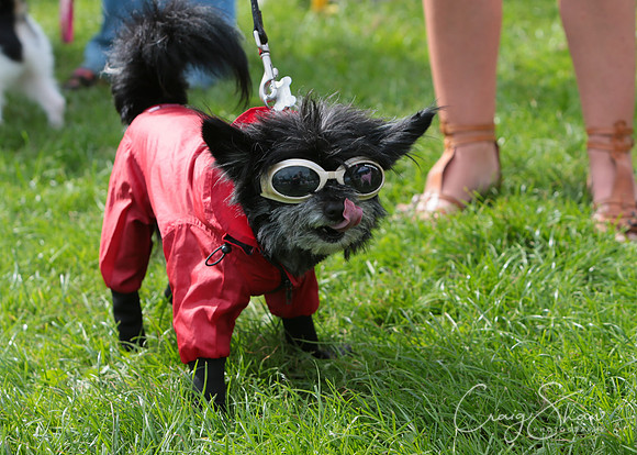 RSPCA K9 Party in the Park 2012