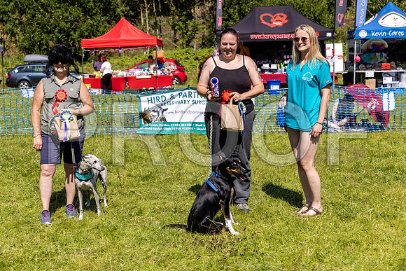 2611__PAWSFundogShow_July2022_cshaw