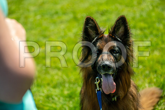 1651__PAWSFundogShow_July2022_cshaw