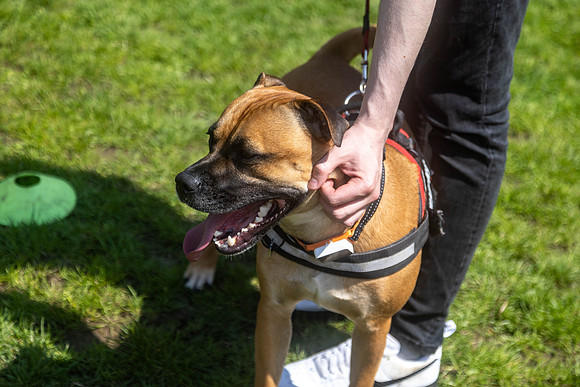 2112_HebdensHappyHounds2024_Cshaw-