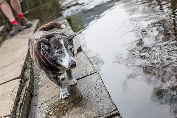 Dog Portraiture