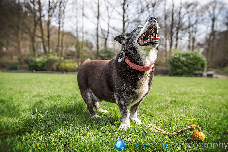 194_Harry_Dogshoots10april2015_craigshaw-Edit