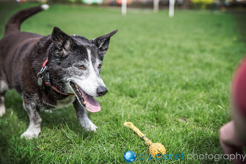 307_Harry_Dogshoots10april2015_craigshaw