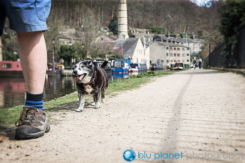 403_Harry_Dogshoots10april2015_craigshaw-Edit