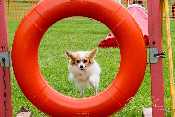 RSPCA Dog Day Afternoon