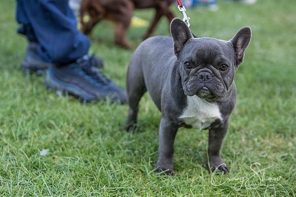 2256_K9Partyinthepark2014_RSPCAHalifax_bluplanetphoto