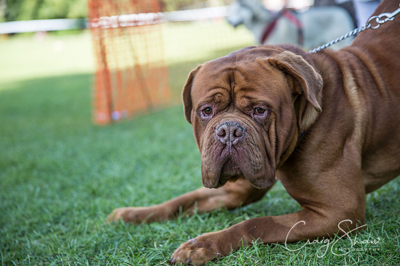2568_K9Partyinthepark2014_RSPCAHalifax_bluplanetphoto