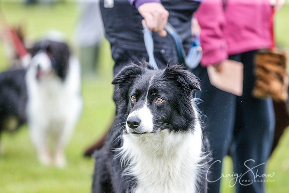 400_newtonheath2015_saturday_craigshaw