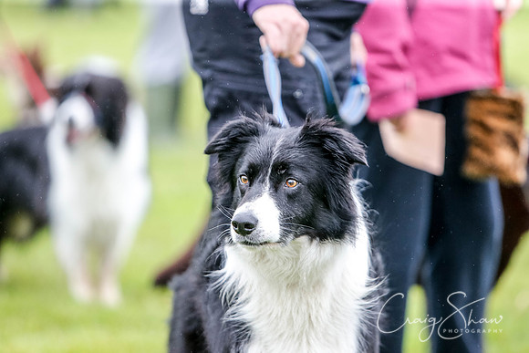 400_newtonheath2015_saturday_craigshaw