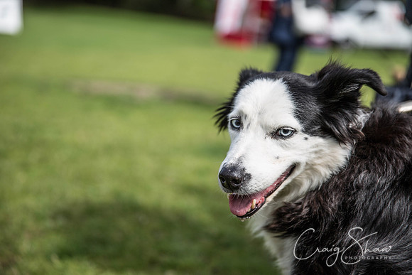 243_HebdenHappyHounds_2014_bluplanetphoto