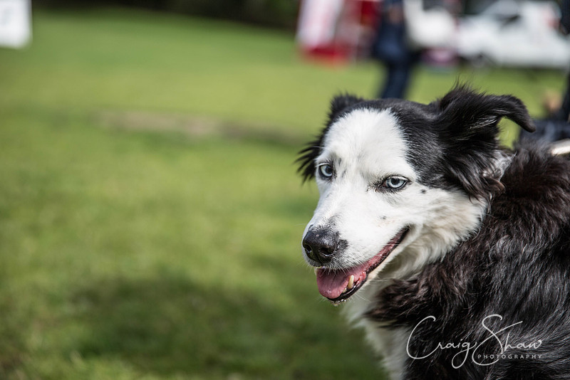 243_HebdenHappyHounds_2014_bluplanetphoto