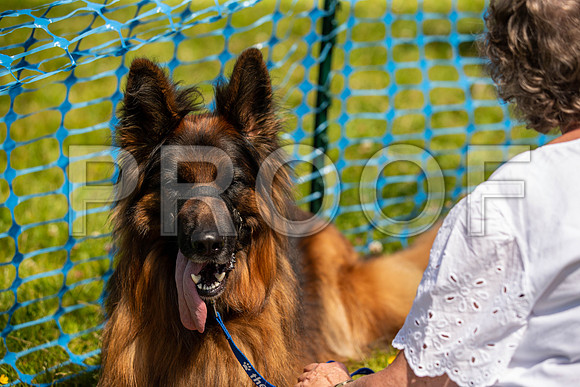 1781__PAWSFundogShow_July2022_cshaw