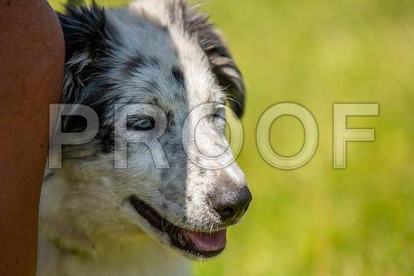 1851__PAWSFundogShow_July2022_cshaw