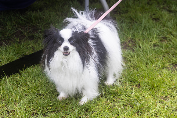 1665_HebdensHappyHounds2024_Cshaw-