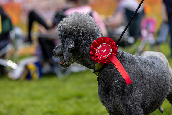 1511_HebdensHappyHounds2024_Cshaw-