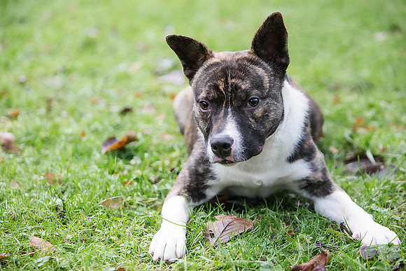 Dog Portraiture
