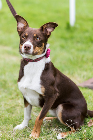 102_WJsCanineFunDay2015_craigshaw