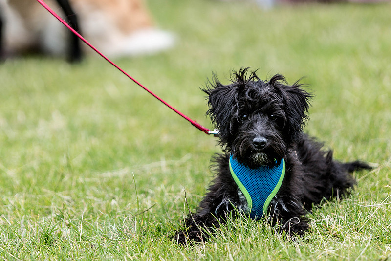 157_WJsCanineFunDay2015_craigshaw