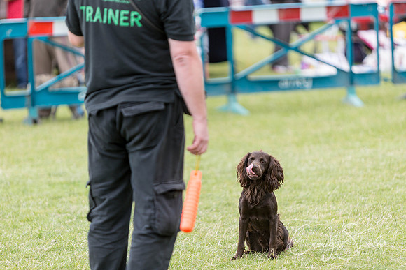 218_WJsCanineFunDay2015_craigshaw