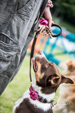 234_WJsCanineFunDay2015_craigshaw