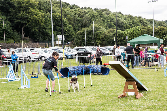 299_WJsCanineFunDay2015_craigshaw