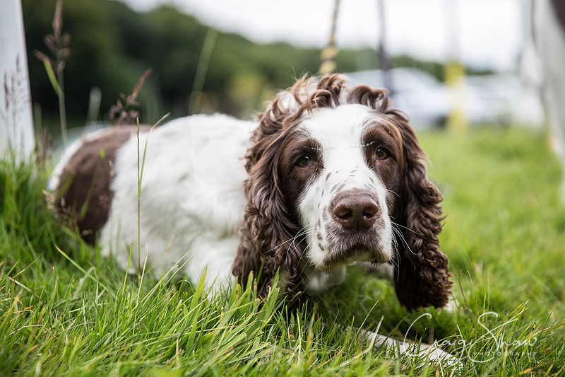 307_WJsCanineFunDay2015_craigshaw