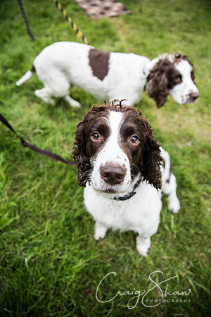 313_WJsCanineFunDay2015_craigshaw