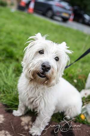 331_WJsCanineFunDay2015_craigshaw