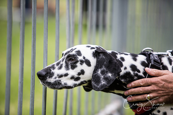 395_WJsCanineFunDay2015_craigshaw