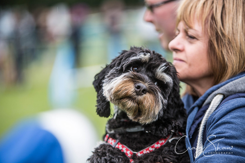 432_WJsCanineFunDay2015_craigshaw