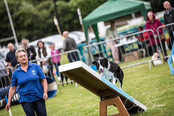 452_WJsCanineFunDay2015_craigshaw