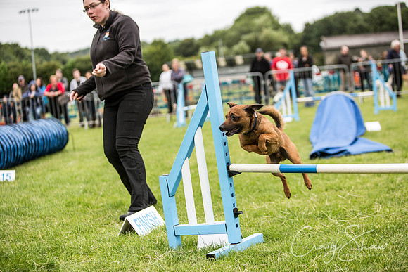 481_WJsCanineFunDay2015_craigshaw