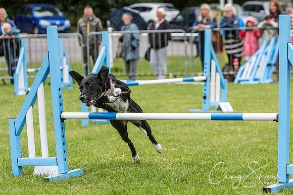 507_WJsCanineFunDay2015_craigshaw