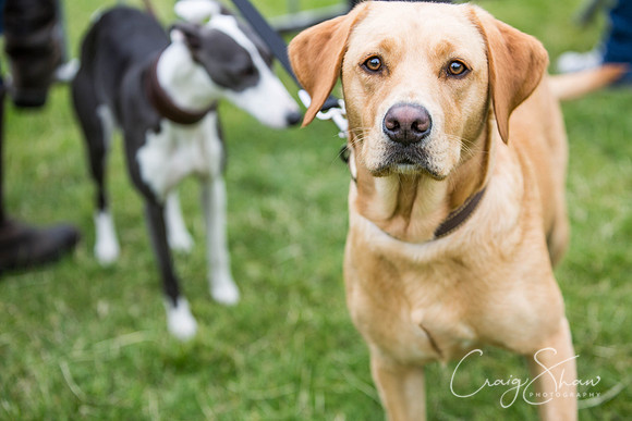 514_WJsCanineFunDay2015_craigshaw
