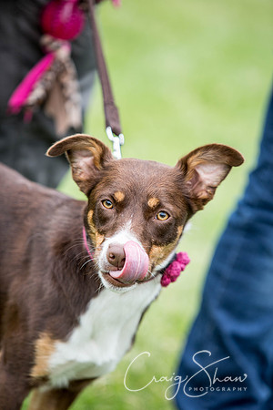 543_WJsCanineFunDay2015_craigshaw
